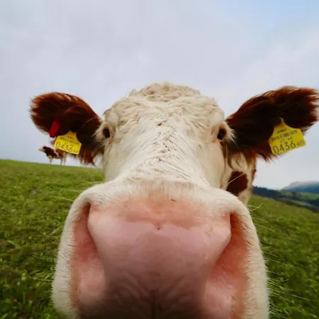 Schermerhuetten Horská chata *