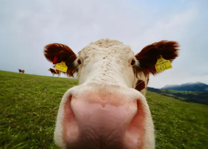 Schermerhuetten Chalet *